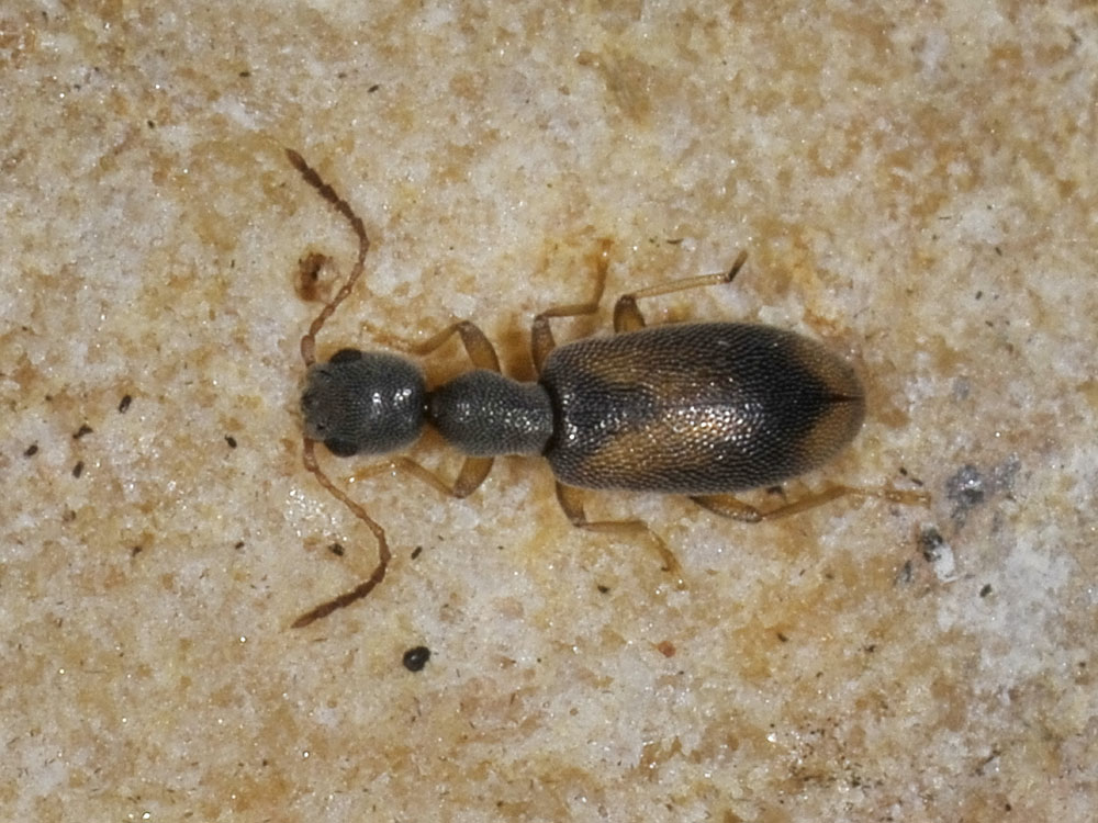 Endomia occipitalis (Anthicidae)